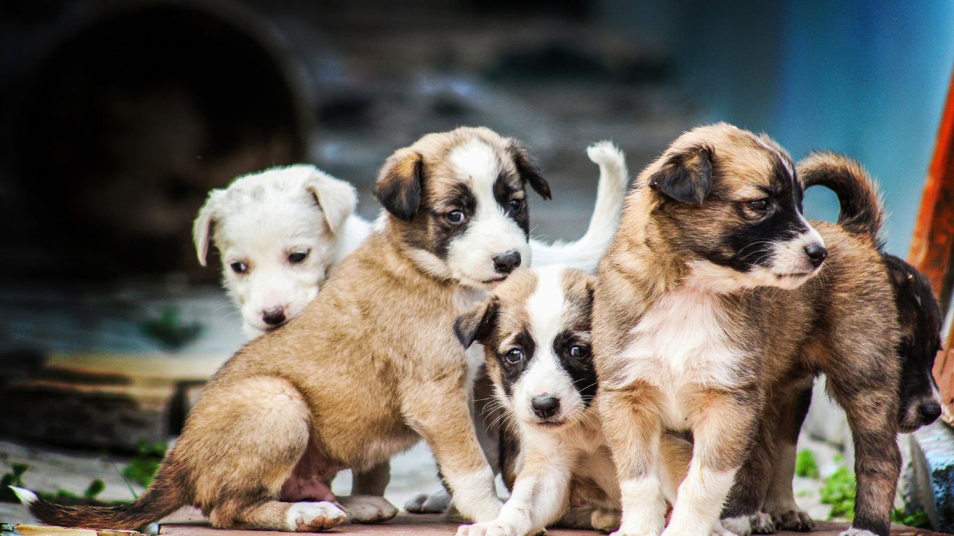 szczeniaczki behawioryzm PETSTARS